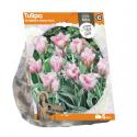 Baltus Tulipa Viridiflora China Town tulpen bloembollen per 5 stuks